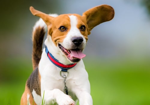 Which dog is the safest dog?