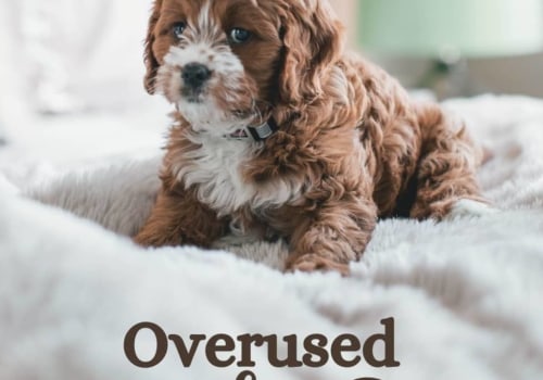 What is the #1 dog name?