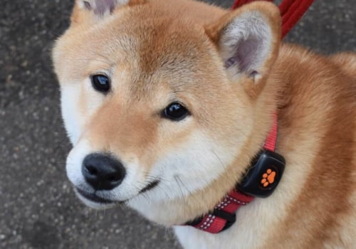 What is the easiest dog to take care of?