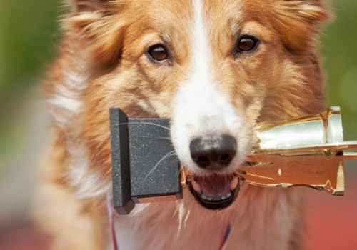 What is the smartest dog?
