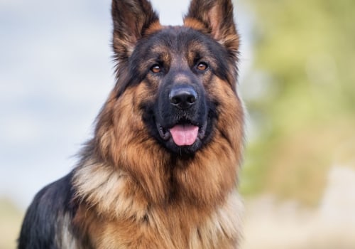 What is the greatest name for a dog?