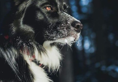 What dog name means king?