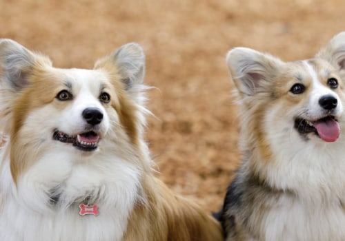 What is the easiest dog for beginners?