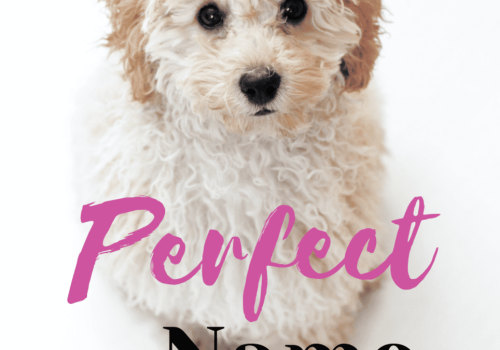 What is the coolest dog name?