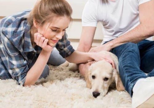 Which dog is best for beginners?
