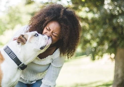 What is the calmest family dog?